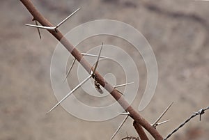 Thorns of a cactus
