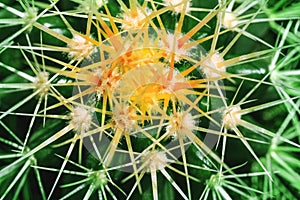 Thorns of cactus cultivated as a decorative plant in macro key p