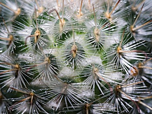 Thorns of Cactus after Rain