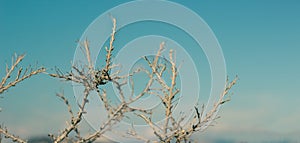Thorns dry dead plant in desert global warming climate concept cinematic colors picture with panoramic format and unfocused