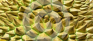 Thorns of durian background