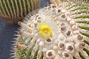 Echinocactus grusonii close up photo