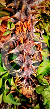 Thorns on a hedge. The closeup or zoomed image . Vibrant colours pop up. Green leaves and yellow background give it a vivid feel