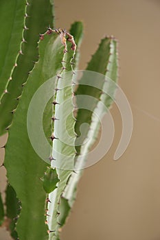 Thorns on an indoor cactus