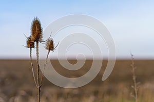 Thorns in nature. Background with selective focus and copy space