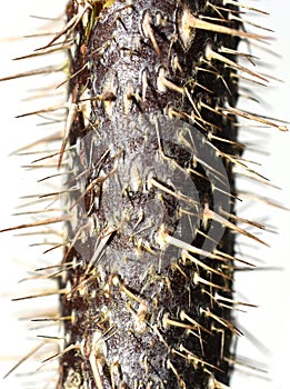 Thorns on olde daed rose shrub stem