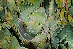 Thorns oncactus plamt macro, cactus closeup