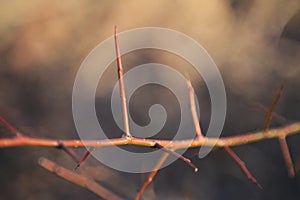 Thorns on a plant or vine, closeup, long, red, sharp