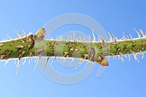 Thorns protecting rose bud on stem