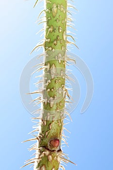 Thorns protecting rose bud on stem