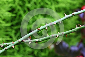 Thorns of a rose bush