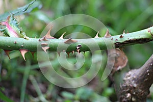 Thorns on a rose bush