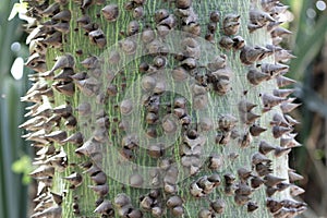 Thorns of a silk cotton tree Ceiba pentandra