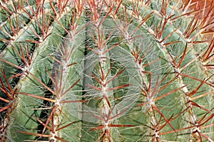 Thorns and spines very pungent a fat cactus