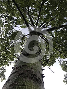 Thorns on the trunk of the Ceiba insignis tree