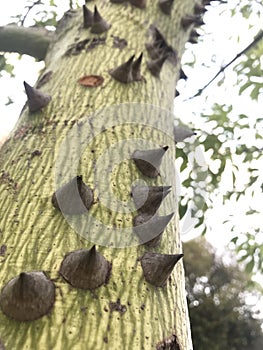 Thorns on the trunk of the Ceiba insignis tree