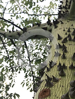 Thorns on the trunk of the Ceiba insignis tree