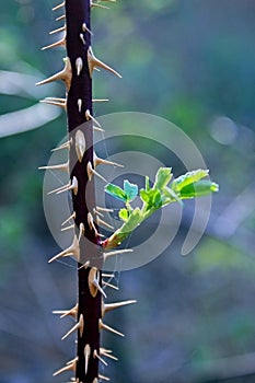 Thorns of wild rose stem