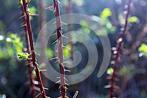 Thorns of wild rose stem