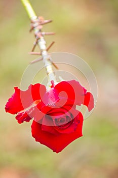 thorns wrapping of red rose.