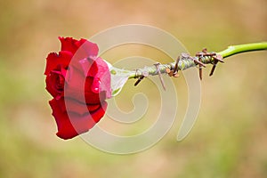 thorns wrapping red rose. photo