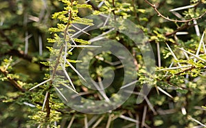 Thorny acacia branches