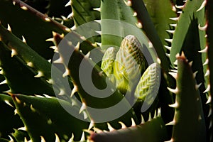 Thorny Agave plant with bud