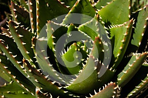 Thorny Agave plant with bud