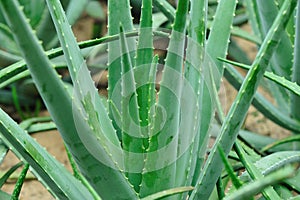 Thorny aloe tree