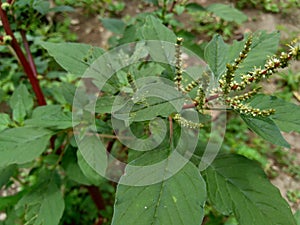 Thorny Amaranthus Amaranthus spinosus with natural background