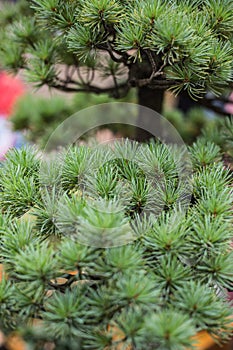 Thorny bonsai close-up