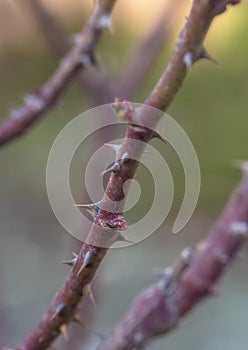 Thorny branch