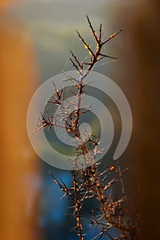 Thorny branch and cobweb