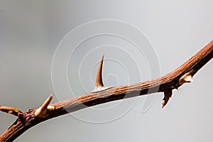 thorny branch, macro, blurred