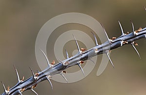 Thorny branch of Ocotillo (Fouquieria splendens) close-up