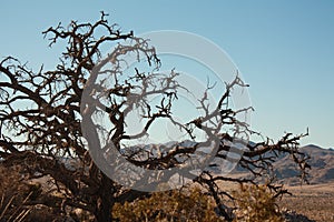 Thorny Branches