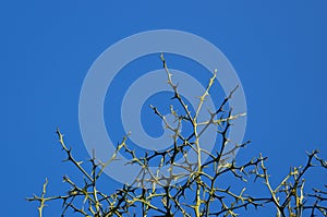 Thorny branches against blue sky