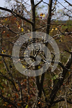 Thorny branches of a bare bush