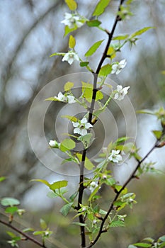 On the thorny branches and leaves of the raspberry tree are small white flowers blooming symmetrically.