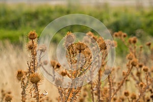 Thorny Bush