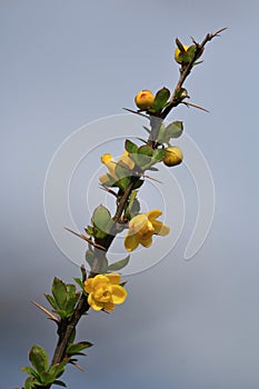 Thorny bush with little yellow flowers