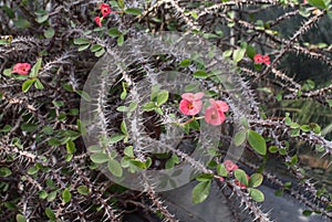 Thorny Bush with pink flowers