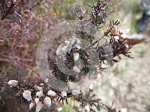Thorny bush with white flowers