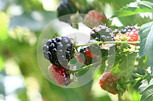 On the thorny bushes the blackberry ripens. Hot summer in Israel