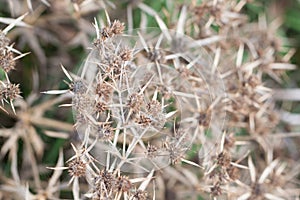 Thorny bushes, flower with thorns.