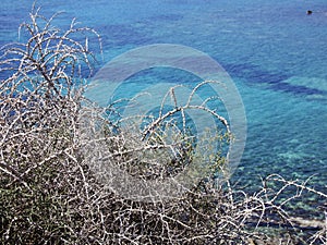 Thorny bushes and the turquoise sea