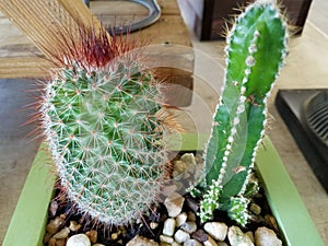 Thorny Cactus