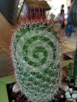 Thorny cactus
