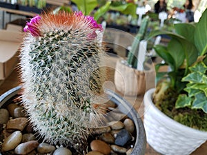 Thorny cactus