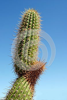 Thorny cactus photo